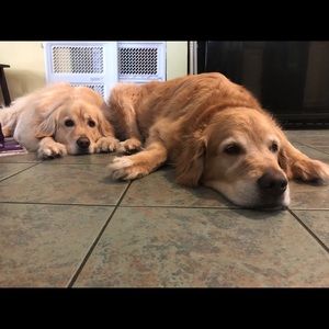 Meet your Posher, Bridget